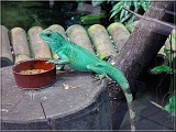 agama