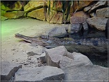 krokodil