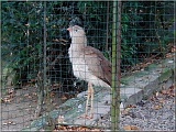 seriema