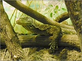 varan