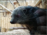 binturong