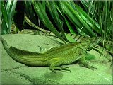 agama