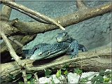 varan