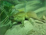 agama