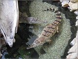 krokodil
