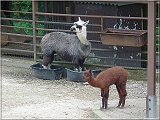 lama