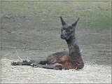 lama