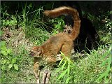 lemur