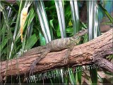 agama