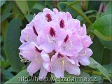 rododendron