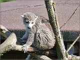 lemur