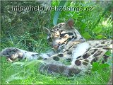 pardal