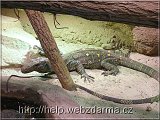 varan