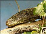 varan
