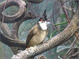 bulbul