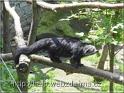 binturong