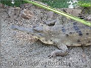 krokodil