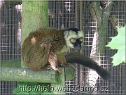 lemur