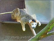 lemur
