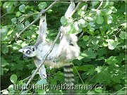 lemur