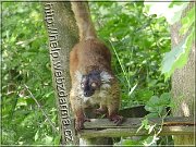 lemur