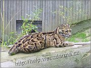 pardal