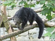 binturong