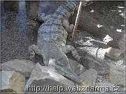 krokodil