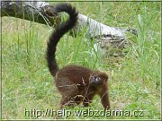 lemur