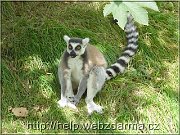 lemur