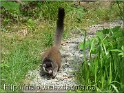 lemur