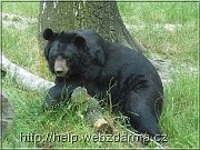 medved