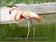 plameniak