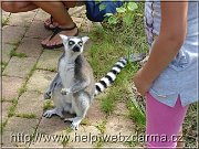 lemur