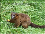 lemur
