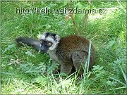 lemur