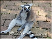 lemur
