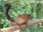 lemur