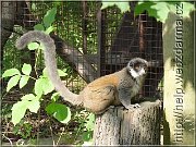 lemur