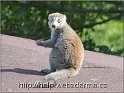 lemur