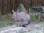 mara