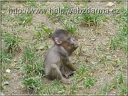 mandril