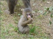 mandril