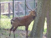 sika