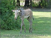 zebra