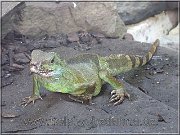 agama