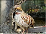 koroptev