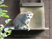 lemur1