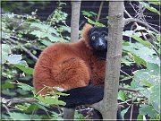 lemur2