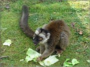 lemur3